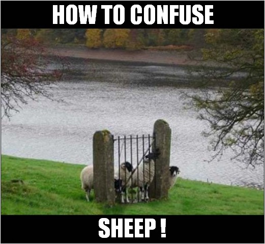 You Shall Not Pass ! | HOW TO CONFUSE; SHEEP ! | image tagged in sheep,gate,you shall not pass | made w/ Imgflip meme maker