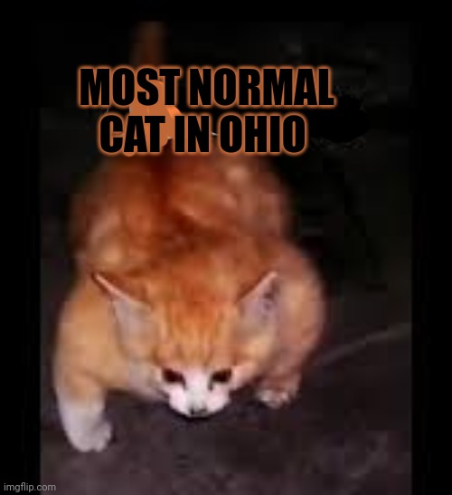 Never buy a cat in Ohio! | MOST NORMAL CAT IN OHIO | image tagged in only in ohio,cat,buff cat,stop it get some help,ohio | made w/ Imgflip meme maker