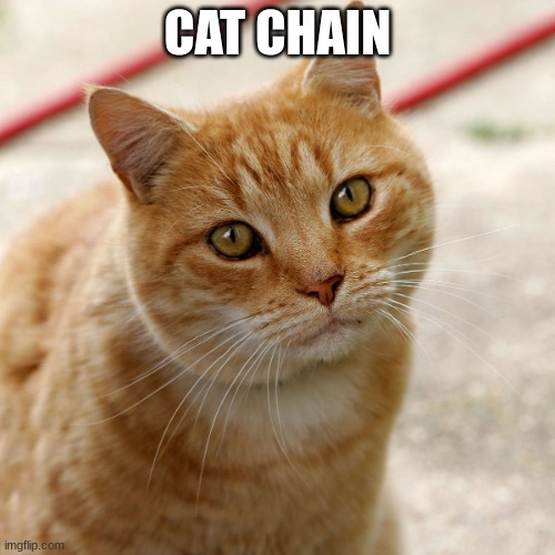 cat chain | CAT CHAIN | image tagged in cat | made w/ Imgflip meme maker