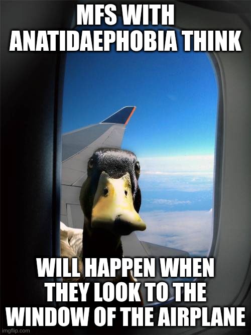 Duck Plane Window | MFS WITH ANATIDAEPHOBIA THINK; WILL HAPPEN WHEN THEY LOOK TO THE WINDOW OF THE AIRPLANE | image tagged in duck plane window,duck | made w/ Imgflip meme maker