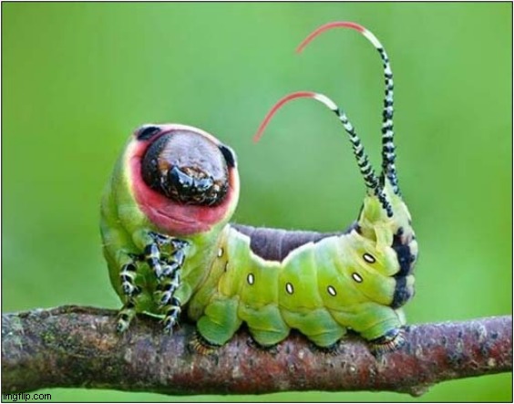 The Caterpillar Of The Harpy Silkworm | image tagged in caterpillar,silkworm' | made w/ Imgflip meme maker