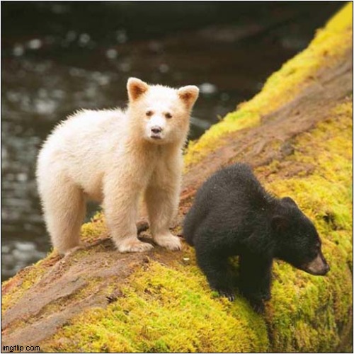 An Albino Kermode Bear And Friend | image tagged in bears,albino | made w/ Imgflip meme maker