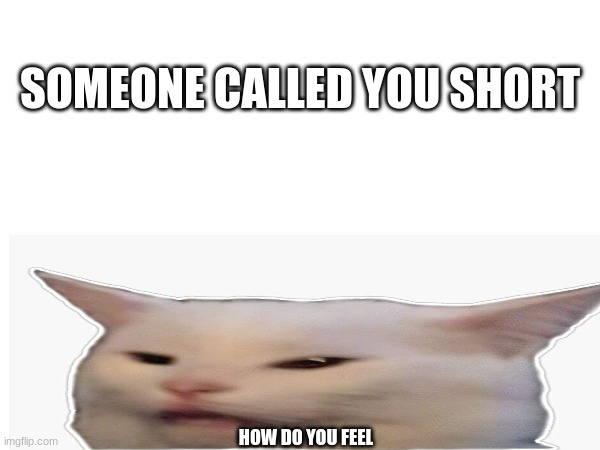 Short cat | SOMEONE CALLED YOU SHORT; HOW DO YOU FEEL | image tagged in cat,meme,short,sad | made w/ Imgflip meme maker