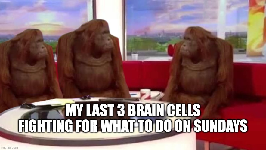 where monkey | MY LAST 3 BRAIN CELLS FIGHTING FOR WHAT TO DO ON SUNDAYS | image tagged in where monkey | made w/ Imgflip meme maker