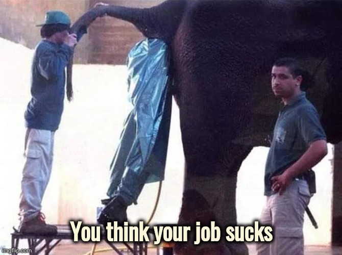 Doctor Jones , Elephant Proctologist | You think your job sucks | image tagged in you had one job,it will be fun they said,veterinarian,well yes but actually no,circus,your country needs you | made w/ Imgflip meme maker