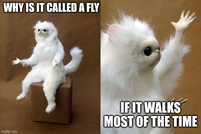 Most flies actually walk most of the time. | WHY IS IT CALLED A FLY; IF IT WALKS MOST OF THE TIME | image tagged in memes,persian cat room guardian | made w/ Imgflip meme maker