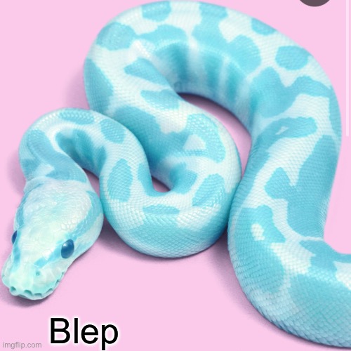 Blep | image tagged in boop,why are you reading the tags | made w/ Imgflip meme maker