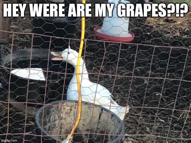 My duck wants grapes | made w/ Imgflip meme maker