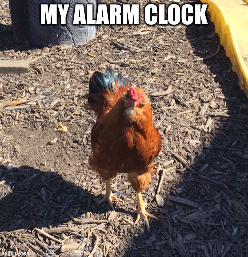 My Rooster Clock | MY ALARM CLOCK | made w/ Imgflip meme maker