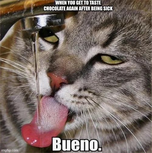 Yummy | WHEN YOU GET TO TASTE CHOCOLATE AGAIN AFTER BEING SICK | image tagged in cat bueno water | made w/ Imgflip meme maker