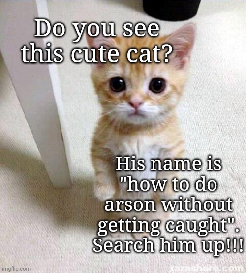 Go ahead!!! | Do you see this cute cat? His name is "how to do arson without getting caught". Search him up!!! | image tagged in memes,cute cat | made w/ Imgflip meme maker