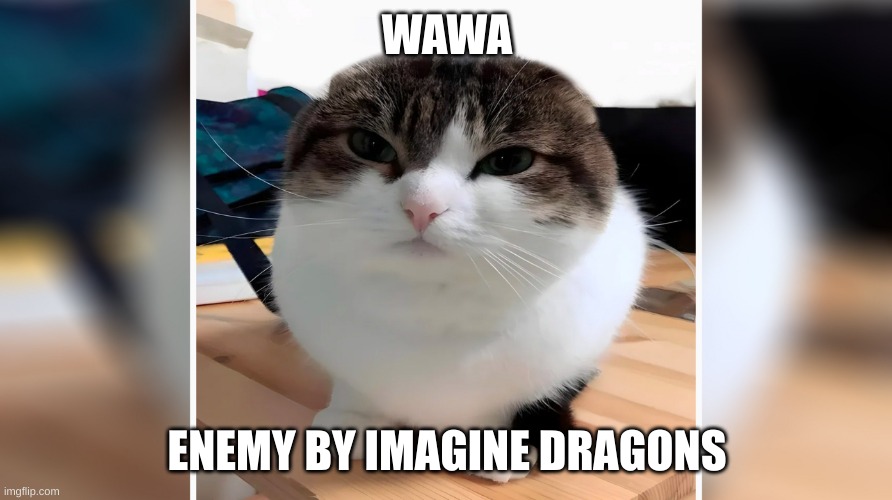 Wawa Cat (Oh the misery) | WAWA ENEMY BY IMAGINE DRAGONS | image tagged in wawa cat oh the misery | made w/ Imgflip meme maker
