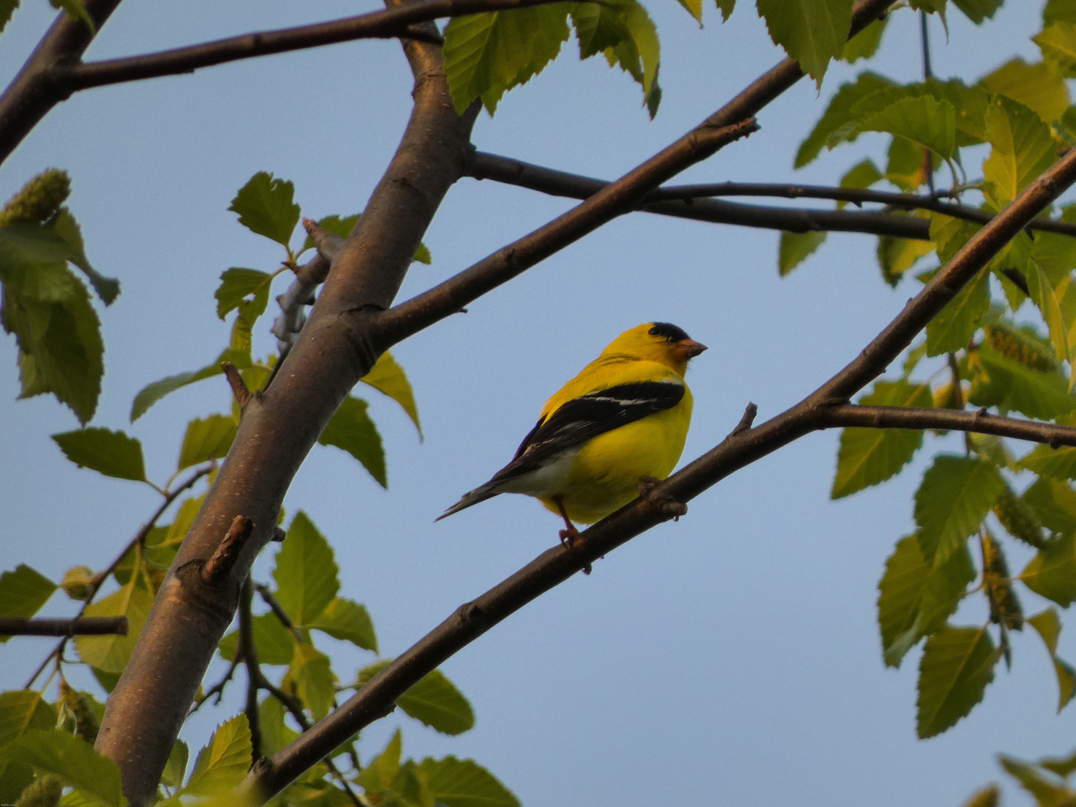 I saw the first American Goldfinch of the season high up in the trees last night! | image tagged in share your own photos,birds,panasonic lumix fz80 | made w/ Imgflip meme maker