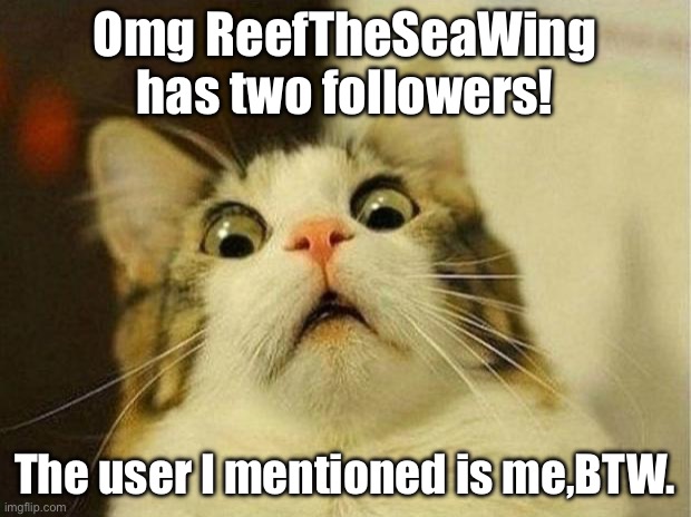 I have two followers!How do I find out who they are tho? | Omg ReefTheSeaWing has two followers! The user I mentioned is me,BTW. | image tagged in memes,scared cat | made w/ Imgflip meme maker