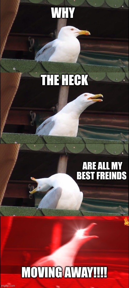 JUST WHYYYY!!!!!!!!!! | WHY; THE HECK; ARE ALL MY BEST FREINDS; MOVING AWAY!!!! | image tagged in memes,inhaling seagull,best friends,funny memes,relatable memes,moving | made w/ Imgflip meme maker