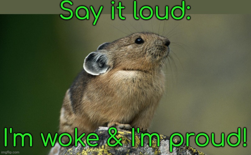 When someone pretends that "woke" is an insult. | Say it loud:; I'm woke & I'm proud! | image tagged in proud pika,language,conservative logic | made w/ Imgflip meme maker