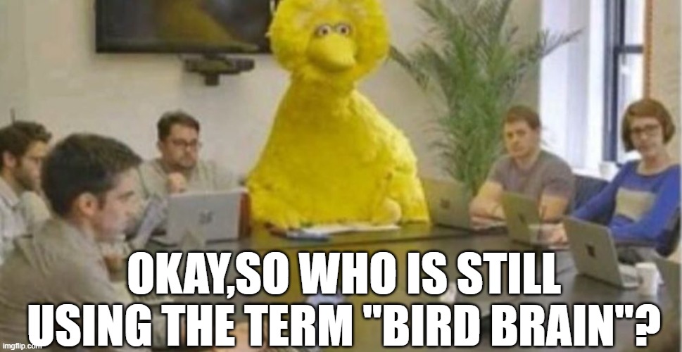Big Bird at Meeting | OKAY,SO WHO IS STILL USING THE TERM "BIRD BRAIN"? | image tagged in big bird at meeting | made w/ Imgflip meme maker
