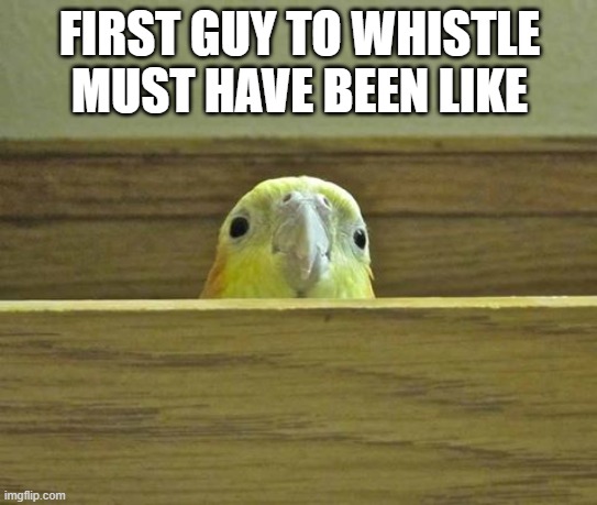 very yes | FIRST GUY TO WHISTLE MUST HAVE BEEN LIKE | image tagged in the birb | made w/ Imgflip meme maker