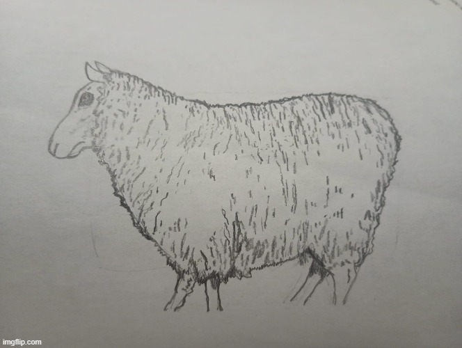 Practice Sheep | image tagged in sheep,drawing,art,practice | made w/ Imgflip meme maker
