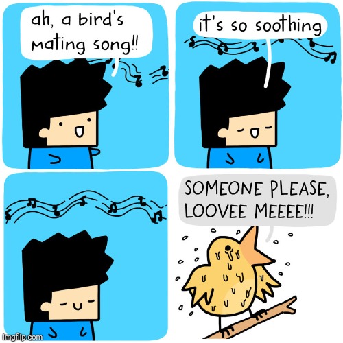 The bird mating song | image tagged in bird,mating,song,mate,comics,comics/cartoons | made w/ Imgflip meme maker