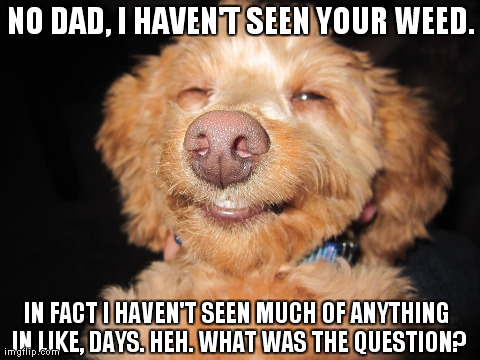 NO DAD, I HAVEN'T SEEN YOUR WEED. IN FACT I HAVEN'T SEEN MUCH OF ANYTHING IN LIKE, DAYS. HEH. WHAT WAS THE QUESTION? | image tagged in funny,dogs | made w/ Imgflip meme maker