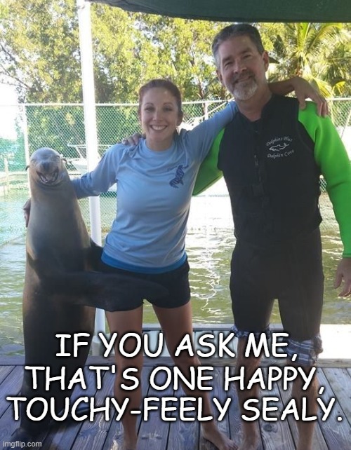 Seal of Approval | IF YOU ASK ME, THAT'S ONE HAPPY, TOUCHY-FEELY SEALY. | image tagged in happy,feels,seal | made w/ Imgflip meme maker