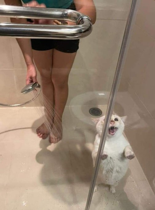 High Quality Cat in the shower Blank Meme Template