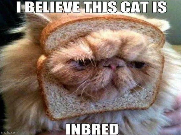 Inbread | image tagged in bread,cat,inbread | made w/ Imgflip meme maker