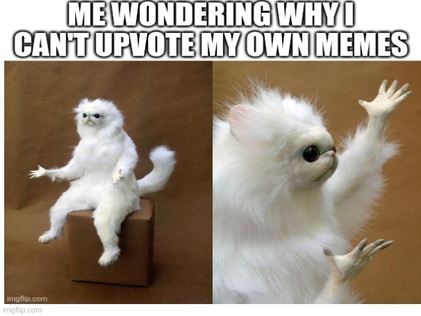 WHYYYYYYYYY TELL ME!!!!!!!!!!!!!!!!! | image tagged in cat | made w/ Imgflip meme maker