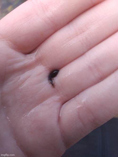 Tadpole | made w/ Imgflip meme maker