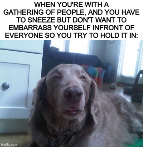 DX | WHEN YOU'RE WITH A GATHERING OF PEOPLE, AND YOU HAVE TO SNEEZE BUT DON'T WANT TO EMBARRASS YOURSELF INFRONT OF EVERYONE SO YOU TRY TO HOLD IT IN: | image tagged in blank white template,memes,high dog | made w/ Imgflip meme maker