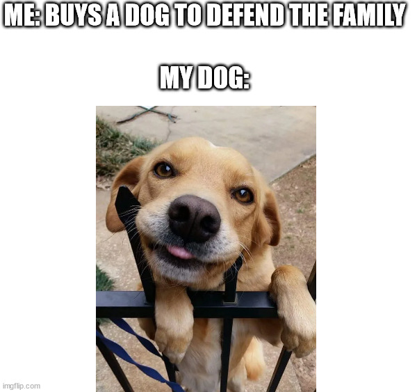 Cutest Watchdog | ME: BUYS A DOG TO DEFEND THE FAMILY; MY DOG: | image tagged in cute dog,watchdog,puppy | made w/ Imgflip meme maker