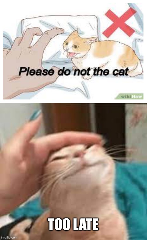 I the cat | TOO LATE | image tagged in please do not the cat,engrish,wholesome,cat,pet,pets | made w/ Imgflip meme maker