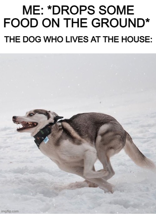 Assuming you've eaten at a house with a dog, you can probably relate :) | ME: *DROPS SOME FOOD ON THE GROUND*; THE DOG WHO LIVES AT THE HOUSE: | image tagged in blank white template,running dog | made w/ Imgflip meme maker
