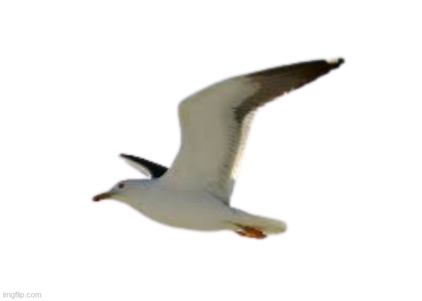 SEAGULL | image tagged in seagulllll | made w/ Imgflip meme maker