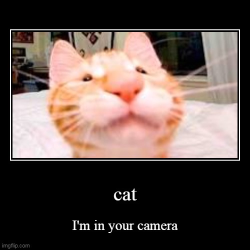 cat in camera | cat | I'm in your camera | image tagged in funny,demotivationals | made w/ Imgflip demotivational maker