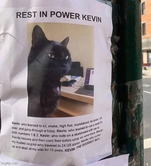 Kevin died :( | image tagged in cat,died | made w/ Imgflip meme maker