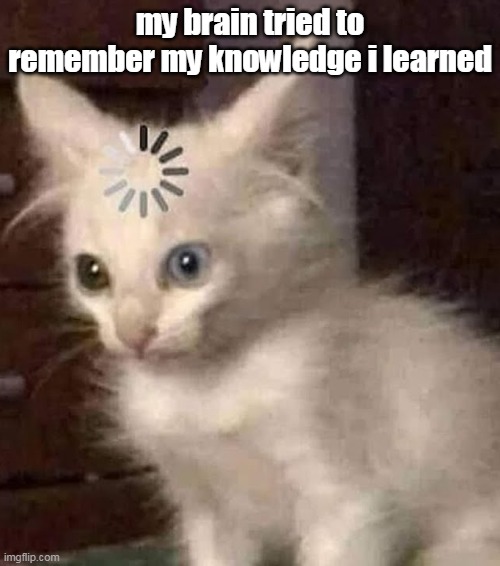 I TRIED- ;-; | my brain tried to remember my knowledge i learned | image tagged in funny cats | made w/ Imgflip meme maker