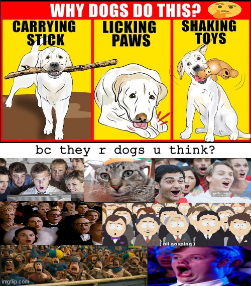 Y dogs do this | bc they r dogs u think? | image tagged in memes,middle school | made w/ Imgflip meme maker