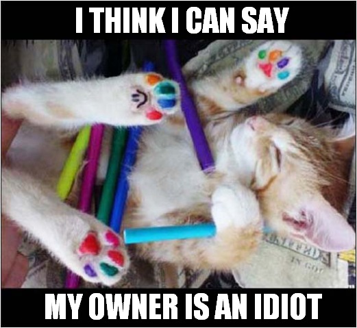 Look What They Did ! | I THINK I CAN SAY; MY OWNER IS AN IDIOT | image tagged in cats,painted,owner,idiot | made w/ Imgflip meme maker