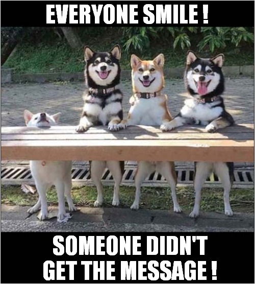 There's Always One ! | EVERYONE SMILE ! SOMEONE DIDN'T GET THE MESSAGE ! | image tagged in dogs,husky,photos | made w/ Imgflip meme maker