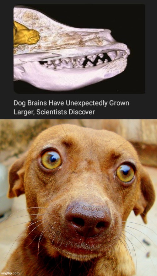 Dog brains | image tagged in wow-dog,dogs,dog,brains,brain,memes | made w/ Imgflip meme maker
