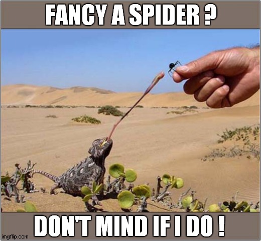 One Polite Chameleon ! | FANCY A SPIDER ? DON'T MIND IF I DO ! | image tagged in chameleon,spider,polite | made w/ Imgflip meme maker