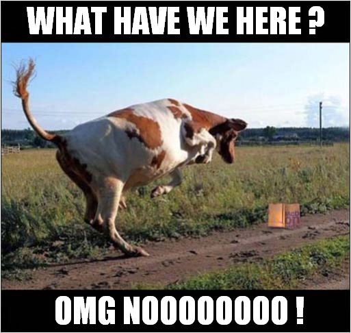 The Horror, The Horror ! | WHAT HAVE WE HERE ? OMG NOOOOOOOO ! | image tagged in cow,jumping,horror,take away,dark humour | made w/ Imgflip meme maker