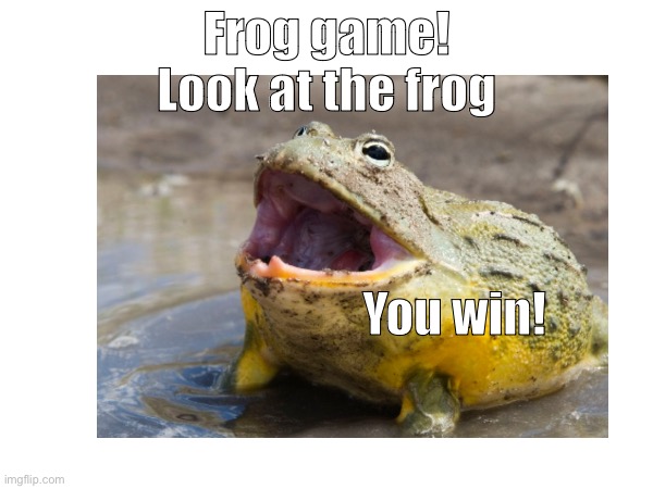 The Frog game | Frog game!
Look at the frog; You win! | image tagged in frog,frog game | made w/ Imgflip meme maker