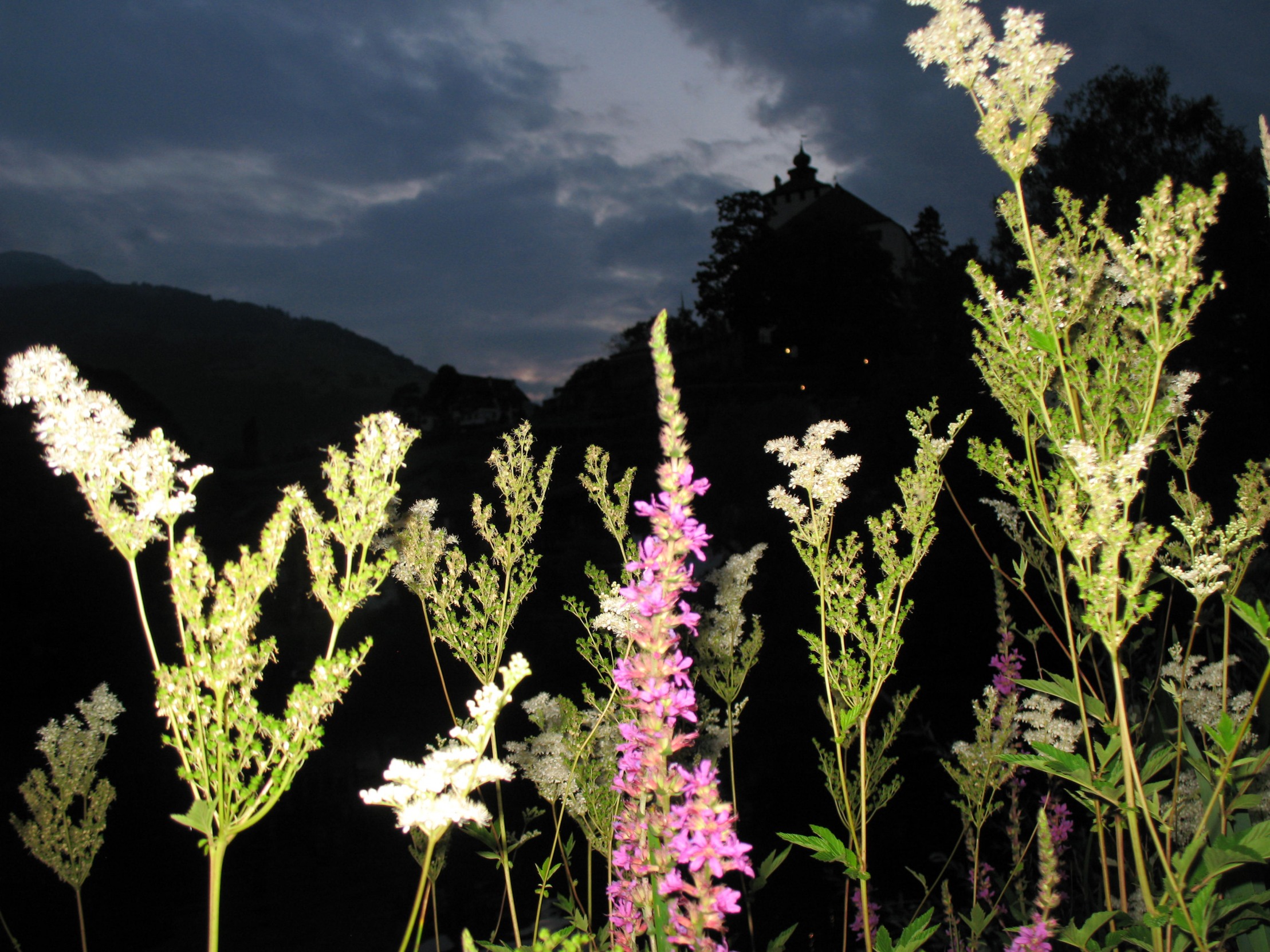 Blumen Feld Burg Nacht Dunkelheit Blank Meme Template