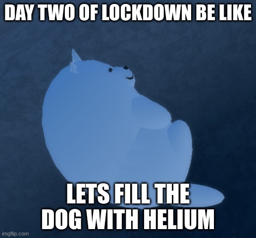 Who did this? | DAY TWO OF LOCKDOWN BE LIKE; LETS FILL THE DOG WITH HELIUM | image tagged in giant dog on ceiling | made w/ Imgflip meme maker