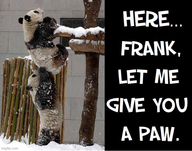 Little Know Fact:  Chinese Panda Actuallly Speak English | image tagged in vince vance,pandas,memes,funny animal meme,snow,lend a hand | made w/ Imgflip meme maker