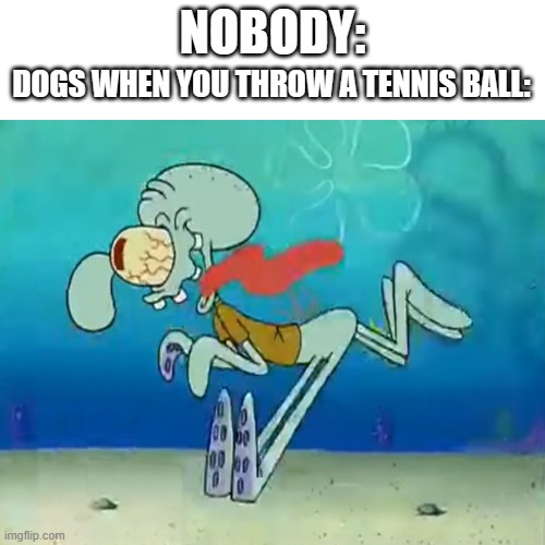 So flippin' true! LMFAO! | DOGS WHEN YOU THROW A TENNIS BALL:; NOBODY: | image tagged in spongebob,squidward,dog memes,dogs,funny memes,relatable memes | made w/ Imgflip meme maker