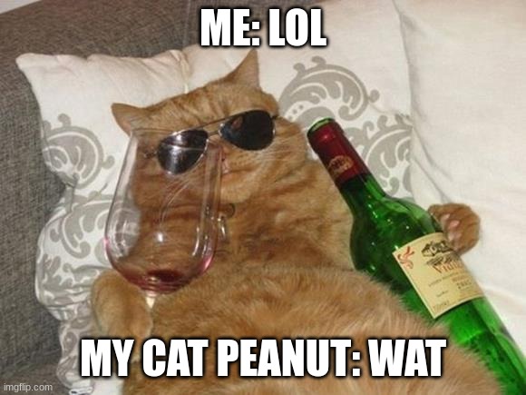 Funny Cat Birthday | ME: LOL MY CAT PEANUT: WAT | image tagged in funny cat birthday | made w/ Imgflip meme maker